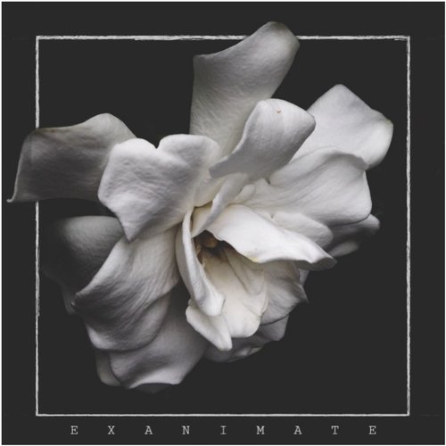 Bloom - Single