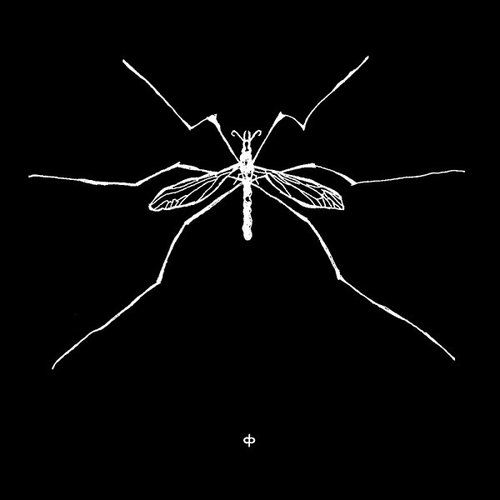 Insect