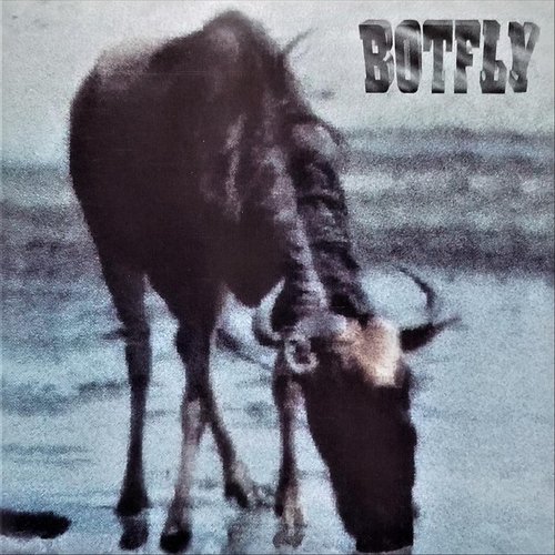 Botfly