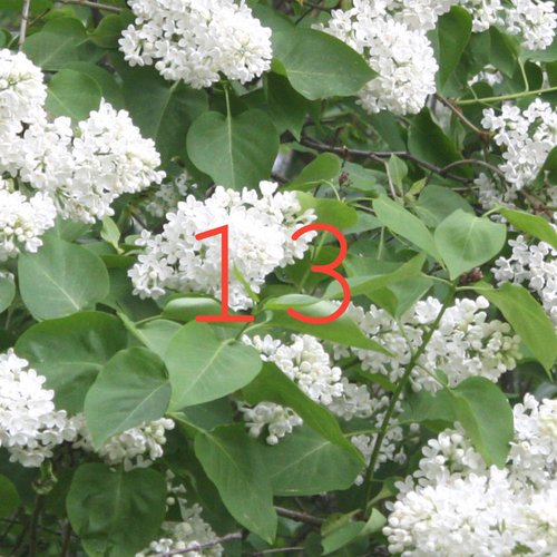 13