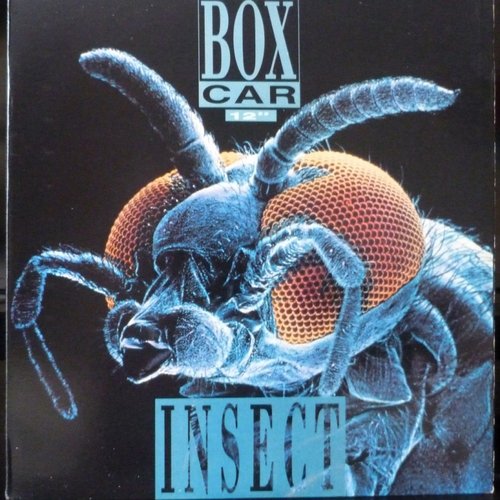 Insect