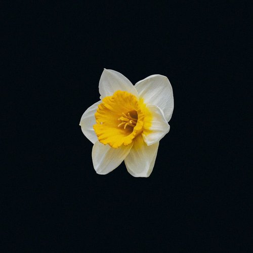 DAFFODIL