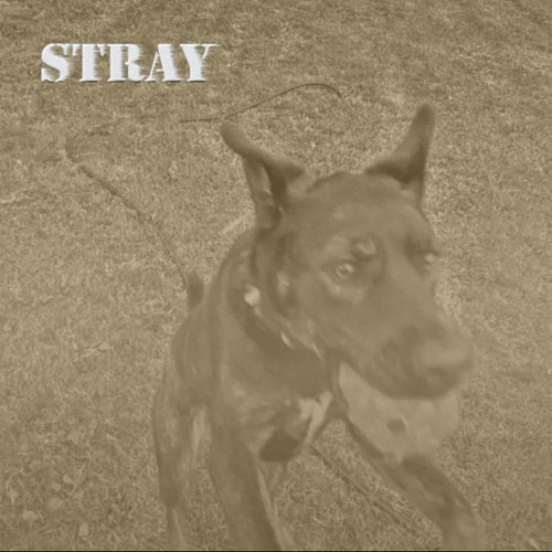 Stray