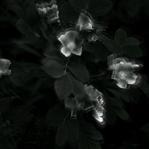 Empty Entity