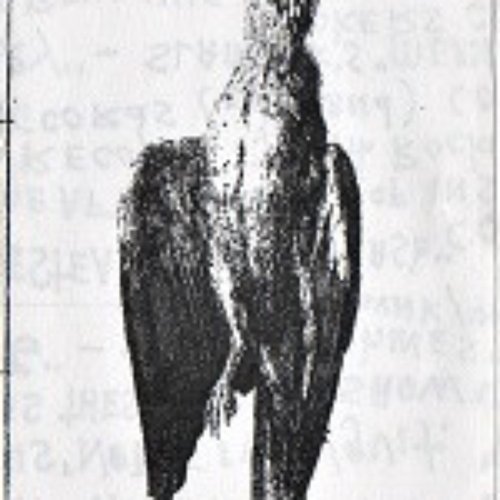 Aviary