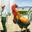 The Birds / GirlsGirlsGirls