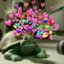 Turtle Song Persian Language 2.0 - Single