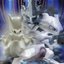 ✦ ☥ Crystal Helix ♁