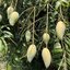 Green Mango
