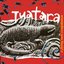 Tuatara