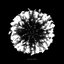 Black Dahlia
