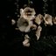 Silent Garden