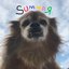 Summer - Single