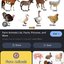 Animals Of The Farm