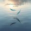 Feathers in the Wind