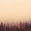 the dead and flooded forest