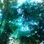 The Ancient Forest XII