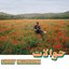 Habibi Funk 030: Hawalat