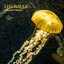 Underwater Gold Dust.