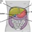 liver