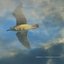 Lieder Zum Summen
