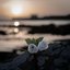 WHERE ROSES WEEP