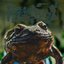 Every Day Is Frog Day