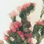 in bloom