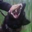 Fighter Dog
