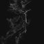 Illusory - Single
