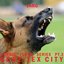 Nordic Flora Series Pt. 3: Gore​-​Tex City