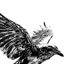 CROWS