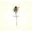 Wooden Arms (Bonus Track Version)