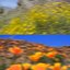 Return to Ojai