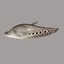 Knifefish