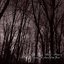 Amongst The Silence Of The Woods