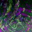 Aegvered Ethiums EP