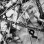 A Body In The Brush