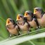 Sounds of Earth: Morning Birds