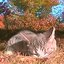 October dream