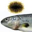 Saprophytic Strain