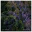 September Waltz - Single