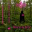 Rites of the Forest