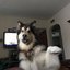i wish i was a dog