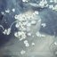 Like a Flower - The 1st Mini Album