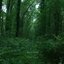Hazy Forest