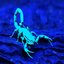 scorpion