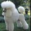 perro