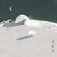 Igloo