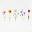 wildflower